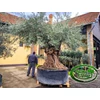 Kép 2/2 - Olajfa - Olea Europaea őstörzs var. 10