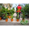 Kép 1/2 - Strelitzia nicolai - Papagájvirág 120-140cm teljes magasság