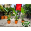 Kép 1/2 - Strelitzia nicolai - Papagájvirág 80-100cm teljes magasság