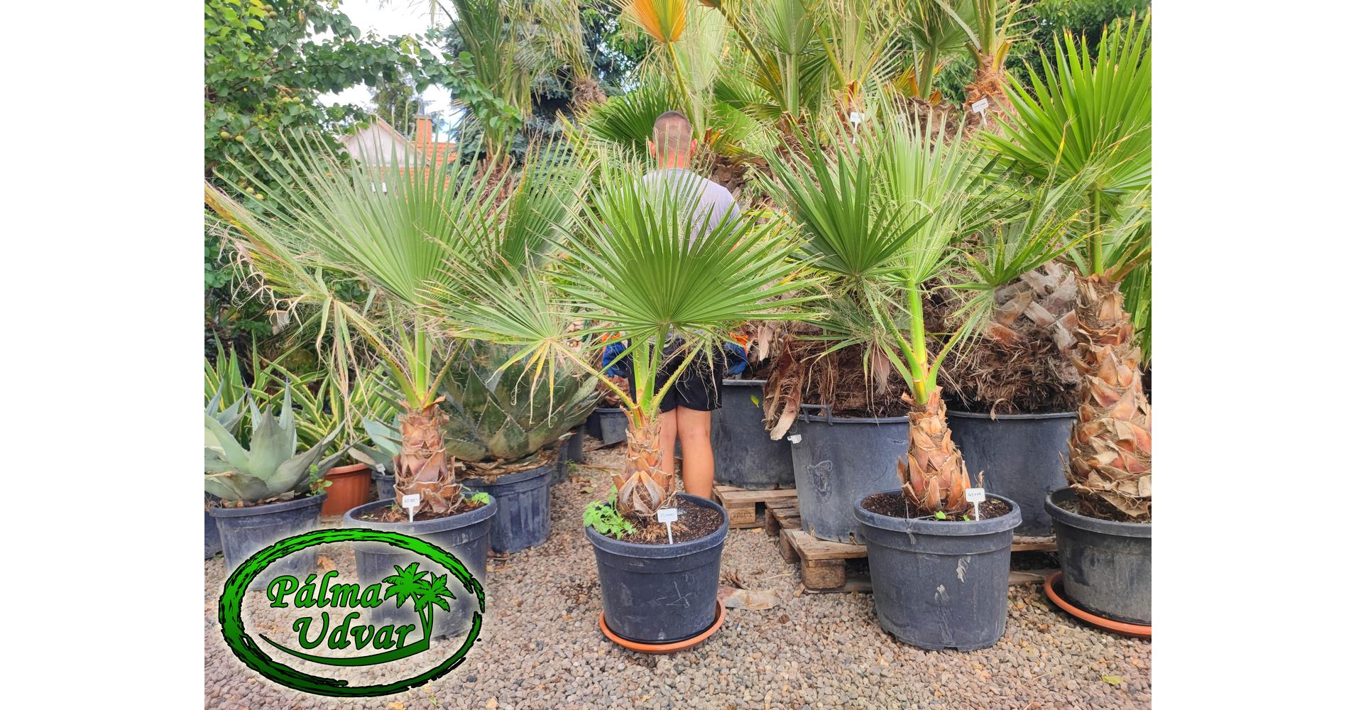 washingtonia