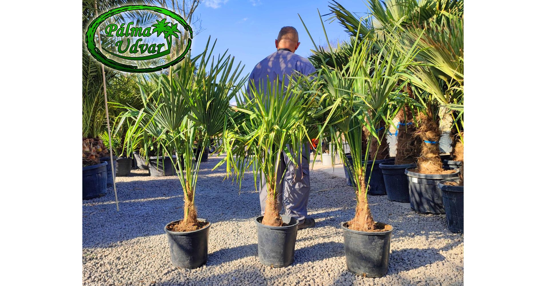 Trachycarpus Fortunei Kínai kenderpálma 10-20cm magasság - Pálma Udvar