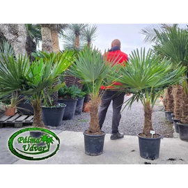 Trachycarpus Fortunei Kínai kenderpálma 30-40cm törzs