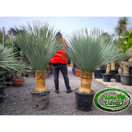 Yucca Rostrata törzs 40-50cm 