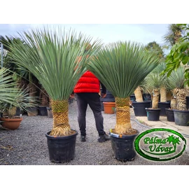 Yucca Rostrata törzs 50-60cm