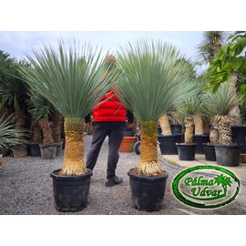 Yucca Rostrata törzs 60-70cm