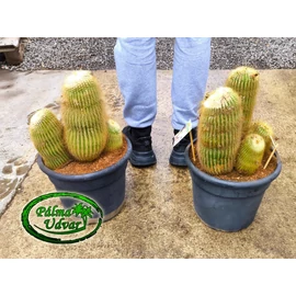 Eriocactus leninghausii kaktusz