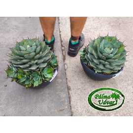Agave Potatorum Kichiokan  30cm  Ø 