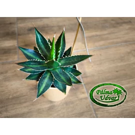 Agave  Lopantha 15cm  Ø 
