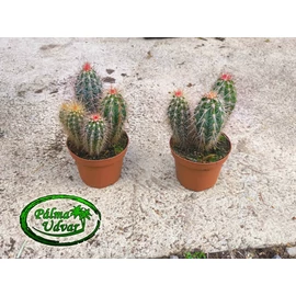 Pachycereus pringlei 25cm teljes magasság