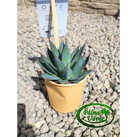 Agave Blue Ember 15cm  Ø 