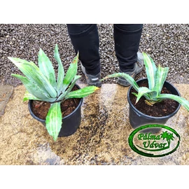 Agave Inversa 20cm  Ø 