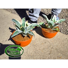 Agave Ivory Curls tarrina 20cm  Ø 