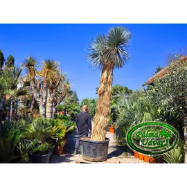 Yucca Rostrata Blue Swan EXTRA MULTI törzs 270-280cm