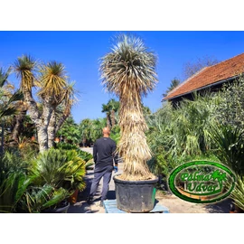 Yucca Rostrata Blue Swan EXTRA törzs 220-230cm