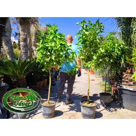 Buddha keze citrom Citrus medica var. sarcodactylis /termő/ 15L