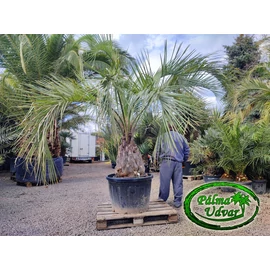Butia Capitata 70-80cm törzsmagasság