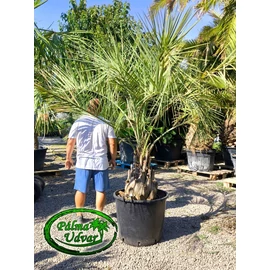 Butia Capitata 70cm törzsmagasság