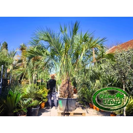 Butia Eriospatha 100-110cm törzsmagasság