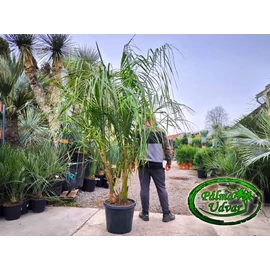 Butiagrus DUPLA 200-250cm teljes magasság (Butia x Syagrus)