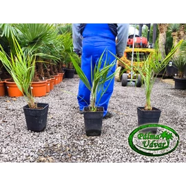 Butia Capitata 60-70cm teljes magasság