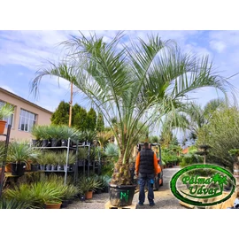 Butia Odorata Silver 70-80cm törzsmagasság