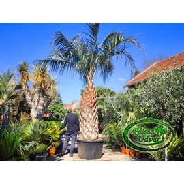 Butia Odorata Silver 200-210cm törzsmagasság ÓRIÁS
