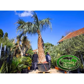 Butia Odorata Silver 260-270cm törzsmagasság ÓRIÁS