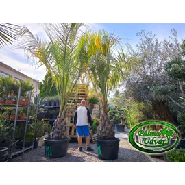 Butia Odorata Silver 70-80cm törzsmagasság