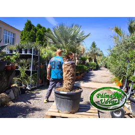 Chamaerops Humilis Cerifera  var. 5.