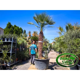 Chamaerops Humilis Cerifera  ÓRIÁS var. 5