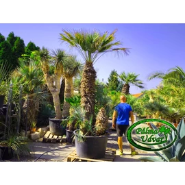 Chamaerops Humilis Cerifera  ÓRIÁS