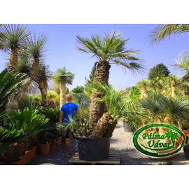 Chamaerops Humilis Cerifera  ÓRIÁS var. 9