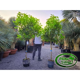 Citromfa Citrus Limon /termő/ 15L
