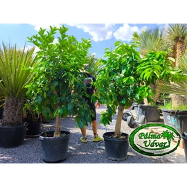 Citromfa Citrus Limon /termő/ 20-30cmtörzs átmérő