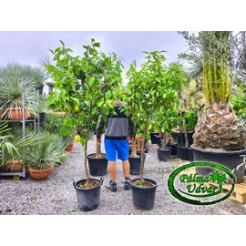 Citromfa Citrus Limon /termő/ 30L EXTRA