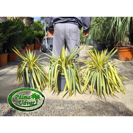 Yucca Filamentosa Color Guard EXTRA