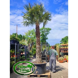 Copernicia alba törzs 220cm