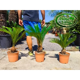 Cycas Revoluta 10-12cm törzsmagasság 