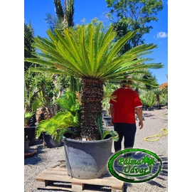 Cycas Revoluta 100cm törzsmagasság var.2.
