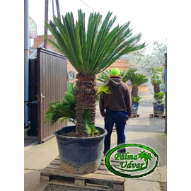 Cycas Revoluta 100cm törzsmagasság var.1.