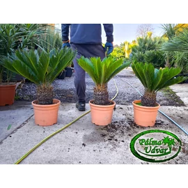Cycas Revoluta 15-20cm törzsmagasság 