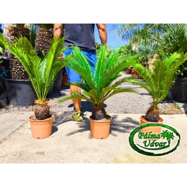 Cycas Revoluta 15cm törzsmagasság 