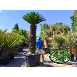 Cycas Revoluta 160cm törzsmagasság 