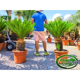 Cycas Revoluta 30-35cm törzsmagasság 