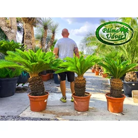 Cycas Revoluta 40-50cm törzsmagasság 
