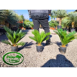 Cycas Revoluta 50-60cm teljes magasság