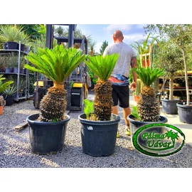 Cycas Revoluta 50-60cm törzsmagasság