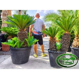 Cycas Revoluta 60-70cm törzsmagasság