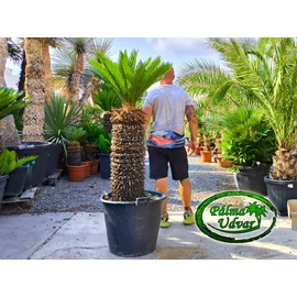 Cycas Revoluta 70-80cm törzsmagasság