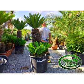 Cycas Revoluta 80-90cm törzsmagasság